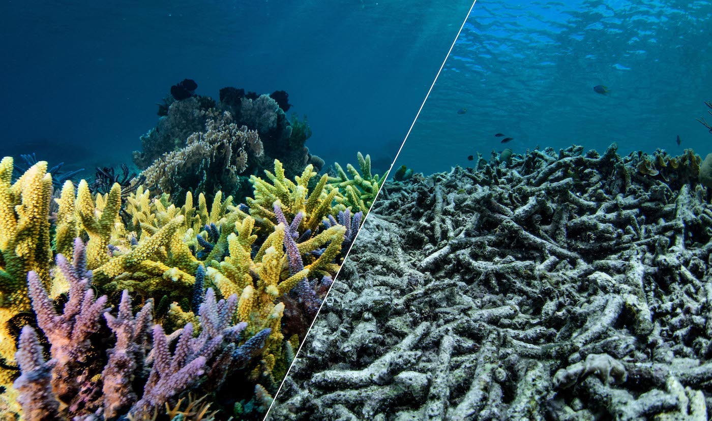 Coral bleaching due to climate change
