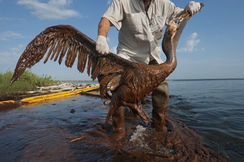 Oil spill in ocean with damaged wildlife