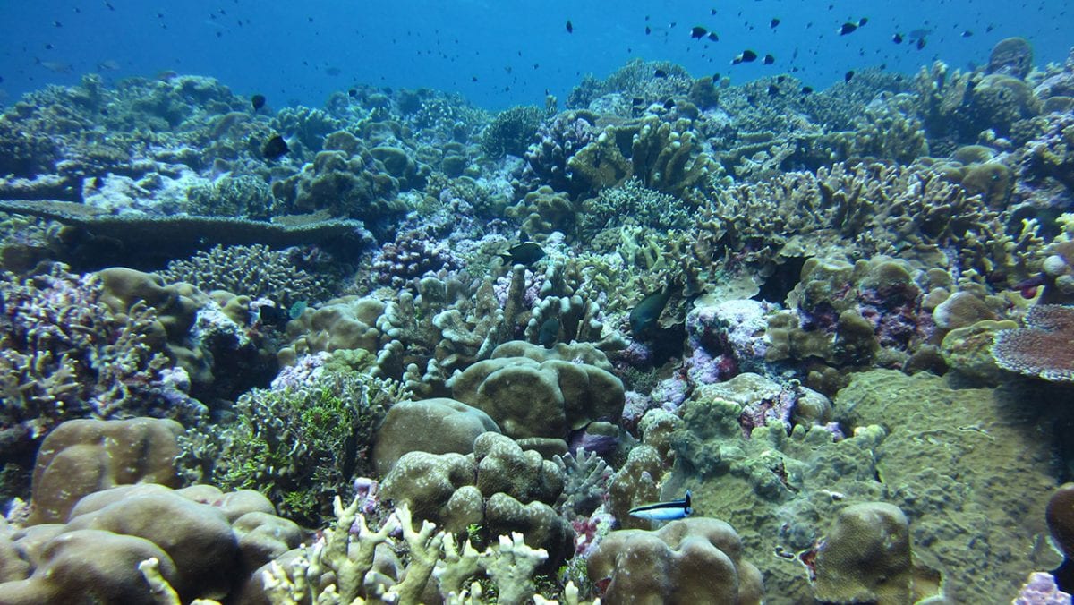 coral reefs decaying